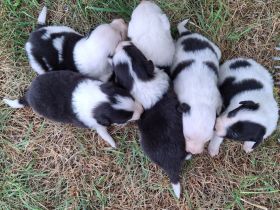 Border Collie Welpen vom Border-Valley