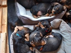 Rauhaardackel Welpen