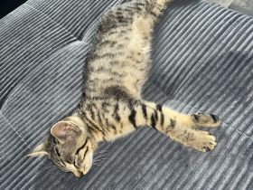 2 Kitten zu verkaufen