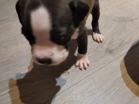 American staffordshire terrier welpe