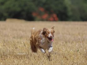 Australian Shepherd Welpen Rüden