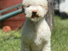 Lagotto Romagnolo female 1 year old adorable puppy