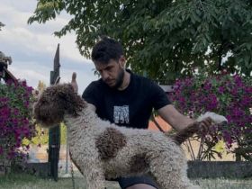 Lagotto Romagnolo 9 months old MALE for SALE