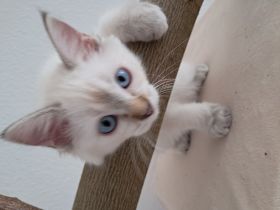 Drei kleine Räuber suchen ein liebevolles neues Zuhause !