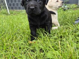 Labrador Welpen