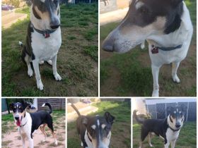 Kurzhaarcollie Rüde sucht neues zu Hause