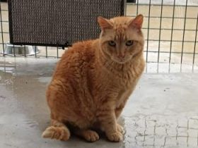 Jaimito, FIV positiv