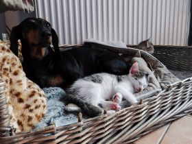 Maikitten suchen liebevolles Zuhause