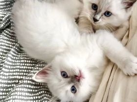 Birma - Katerbaby ( weiß / blauäugig ) sucht liebevolles Zuhause