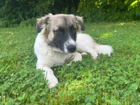 Wollknäuel Gustl sucht seine Familie