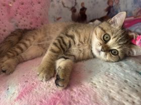 Bkh kitten britisch kurzhaar