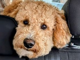 Deckrüde Goldendoodle medium