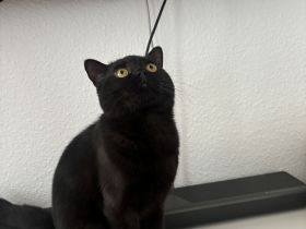 Schwarzer BKH Kater sechs Monate alt