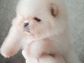 Zwergspitz: Unsere bezaubernde kleine Prinzessin