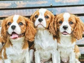 Mario&Marco&Marvin suchen ein neues Zuhause