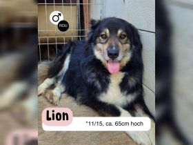 Oldie LION möchte ankommen