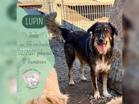 LUPIN sucht sein Zuhause