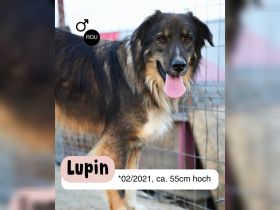 LUPIN sucht sein Zuhause