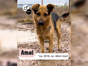AMAL - wie lange kann ein Herz warten?