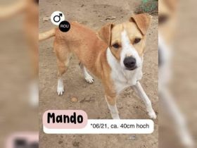 MANDO kleine Hund mit großem Herz