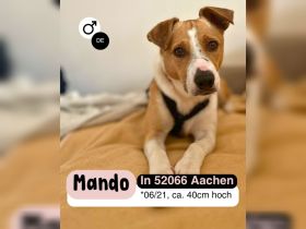 MANDO kleine Hund mit großem Herz
