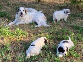 Verkaufen Pyrenäenberghund-Welpen