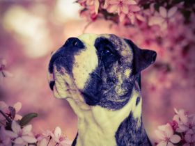 BullBoxer in liebevolle Hände abzugeben