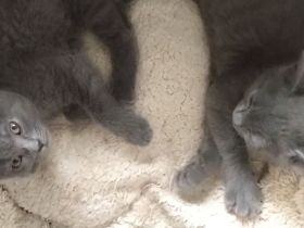 Echte verschmuste Kartäuser - Chartreux -  Kitten