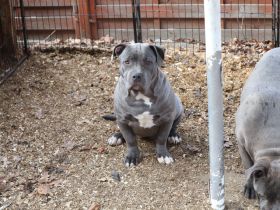 American Staffordshire terrier