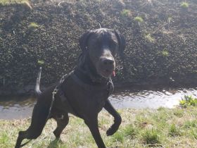 Deutsch Kurzhaar Mix 3 J.