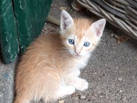 herzallerliebster roter Kater