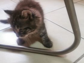 Main coon Katzen Babys