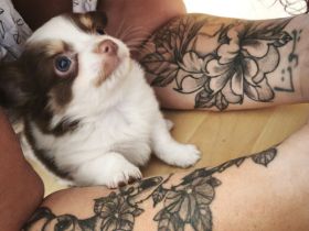 Reinrassige Chihuahua Welpen