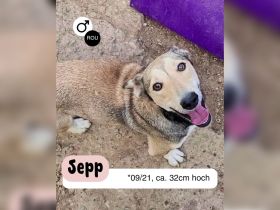 Kleiner SEPP, großes Herz