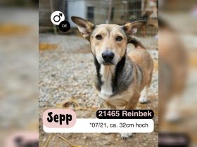 Kleiner SEPP, großes Herz