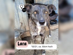 LARA die sanfte Seele