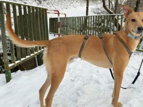 Keylam wünscht sich ein eigenes Körbchen!