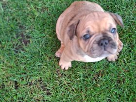 Französische bulldogge Welpen, Rüde ,Mädchen