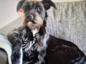 Rocky sucht neues Zuhause