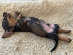 Rauhaardackel-Welpen aus liebevoller Zucht suchen ein Zuhause! 🐾