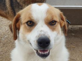 Braja, 3 jährige, fröhliche Hündin, die auf ein schönes Leben mit Abwechslung hofft, 3 Jahre, 54 cm