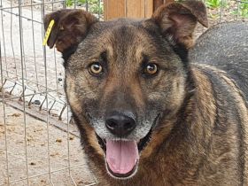 Nando, sehr freundlicher und aufgeschlossener Rüde möchte endlich viel erleben, 4 Jahre, 53 cm