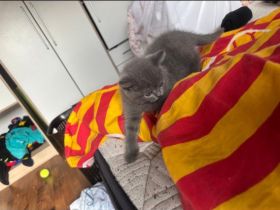 Bkh kitten abzugeben