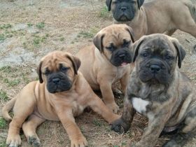 Bullmastiff Welpen- Showpotential, FCI Ahnentafel