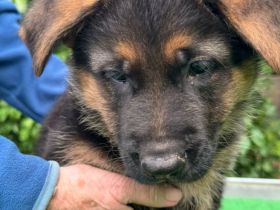 Schäferhundwelpen aus Hobbyzucht abzugeben