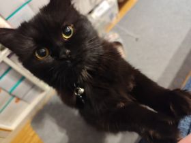 Dringend! *Tinkerbell* Ragdoll-Persermix Kätzchen