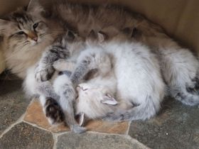 Neva Masquarade SWK Kitten Katzenbabys