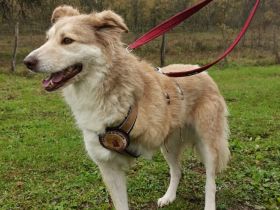 Zauberhafte Ambra sucht ihre Familie