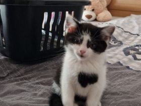 Zwei süße BKH-Mix Kätzchen suchen ein liebevolles Zuhause