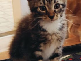 Maine-Coon/BKH-Kitten zu verkaufen (4x P2)